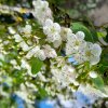 FLEURS D'AUBÉPINES. Clos des maillets. 02 mai 2023. ISABELLE MALIGNE